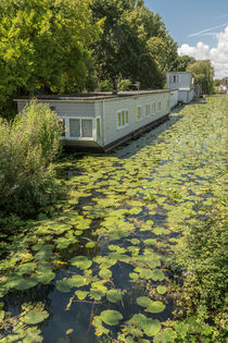 Water lilies on the canal by Malc McHugh