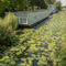 Water-lilies-on-the-canal