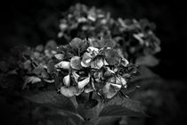 Hortensienblüten schwarzweiss von leddermann