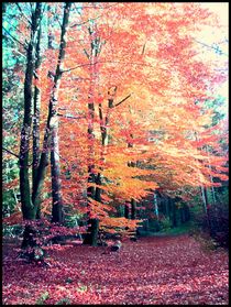 ~~Colorful Autumn ~~ von Sandra  Vollmann