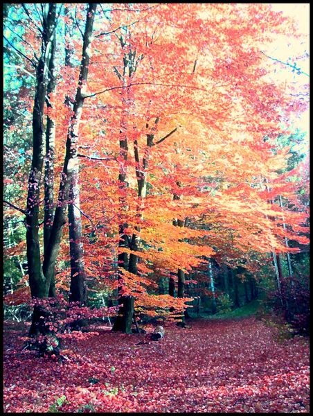 Herbstwald2