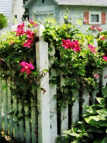 Clematis on Fence by Susan Savad