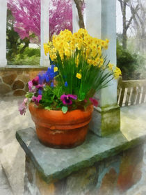 Daffodils and Pansies in Flowerpot by Susan Savad