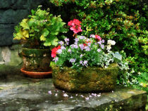 Geraniums and Lavender Flowers on Stone Steps by Susan Savad