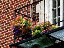 Hanging Basket on Fire Escape by Susan Savad