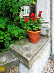 Pot of Geraniums on Stoop by Susan Savad