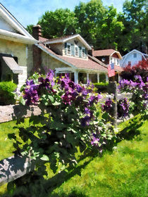 Purple Clematis on Rustic Fence by Susan Savad