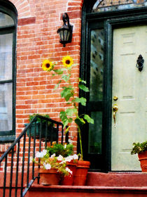 Sunflowers on Stoop von Susan Savad