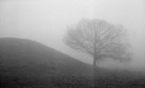 The fog and the tree by Tony Töreklint