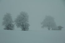 Bäume im Winter by Christine Hutterer