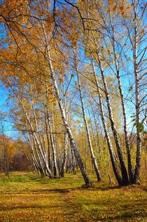 Birch grove in autumn.  by Yuri Hope