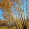 Birch-grove-in-autumn-moscow-region-russia