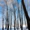 Birch-grove-in-winter-moscow-region-russia