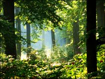 ~~ Light in the Forest ~~ von Sandra  Vollmann