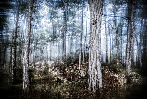 Mysti-forest