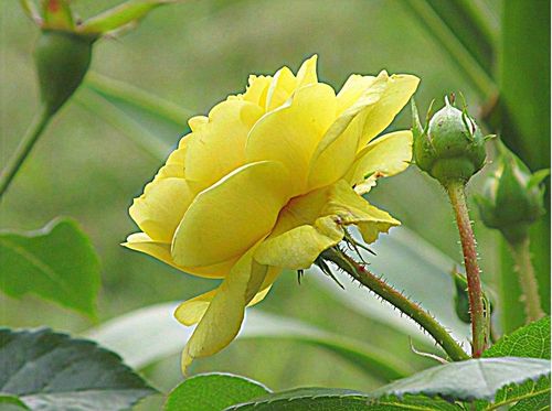 Gelbe-rose