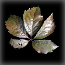 a rusty leaf von feiermar