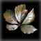 A-rusty-leaf-bun
