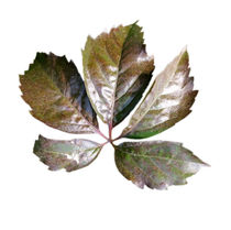 rusty leaf by feiermar