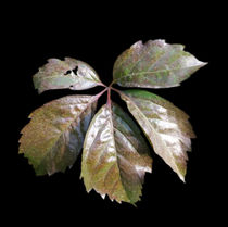 the rusty leaf by feiermar