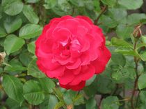 Rote Rose von Angelika  Schütgens