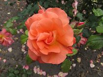 Rose in orange von Angelika  Schütgens