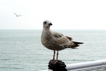 Seagull at Brighton Pier by Philipp Tillmann
