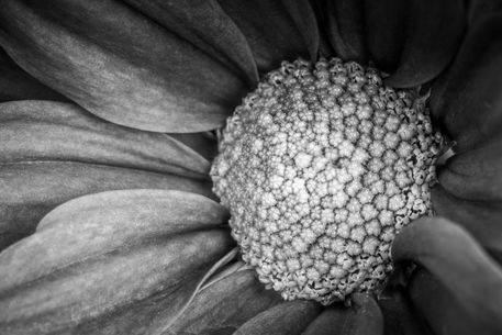 Flowerhead-close-up