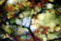 'Herbstträumen' von Bastian  Kienitz