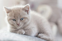 young kitten by Dirk Hoffmann