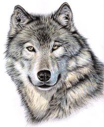 Siberian Wolf von Nicole Zeug