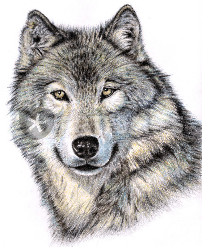 "Siberian Wolf" Drawing art prints and posters by Nicole Zeug