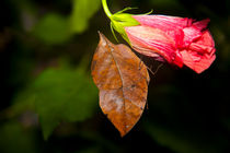 Schmetterling Indisches Blatt von Gerhard Köhler