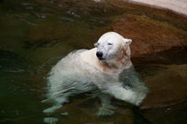 Eisbär im Zoo von Gerhard Köhler