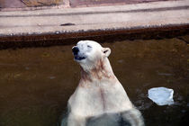 Eisbär vom Nürnberger Tiergarten von Gerhard Köhler