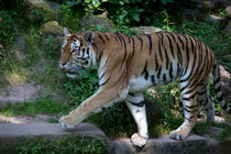 Sybirischer Tiger by Gerhard Köhler