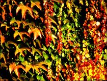 ~Autumn Fall~ by Sandra  Vollmann