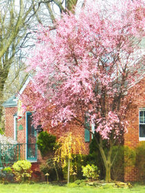 Cherry Tree by Brick House by Susan Savad