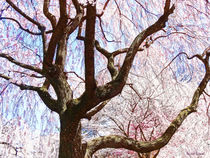 Cherry Tree Closeup by Susan Savad