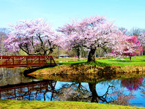 Cherry Trees in the Park by Susan Savad