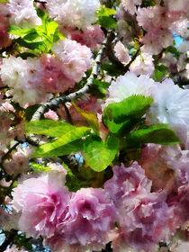 Double Cherry Blossoms by Susan Savad