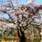 Fa-geeseunderfloweringtree