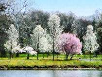 Line of Flowering Trees by Susan Savad