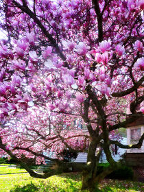 Magnificant Magnolias by Susan Savad