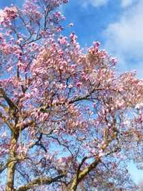 Magnolia Against the Sky by Susan Savad