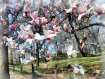 Magnolia Closeup by Fence by Susan Savad