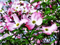 Pink Dogwood Blossoms by Susan Savad