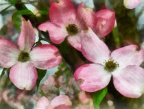 Pink Dogwood Closeup by Susan Savad