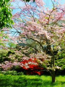 Pink Flowering Dogwood by Susan Savad