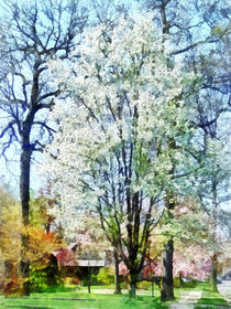 Street With White Flowering Trees by Susan Savad